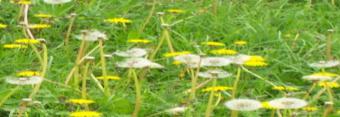 20070325153828-primavera.jpg